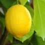 Imagine 1/3 - Santa Teresa citrom termés 