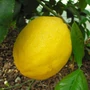 Obraz 3/3 - Scob Round citrom termés 