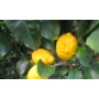 Kép 1/2 - Siracusano citrom termés