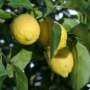 Kép 1/3 - sorrento citrom termés