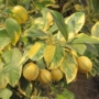 Kép 5/7 - Variegata - citromfa termése