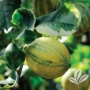 Kép 6/7 - Variegata - citromfa termése