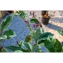 Kép 5/6 - Variegata - narancsfa levele