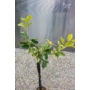Kép 3/4 - Variegata - narancsfa fóliakonténerben