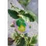 Kép 4/7 - Variegata - citromfa levele