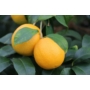 Kép 1/3 - Volkamer vörös, korai citrom termés