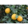 Kép 3/3 - Volkamer vörös, korai citrom termés