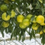 Imagine 1/4 - Mapo - grapefruit mandarin hibrid fa termés