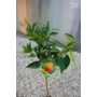 Kép 3/4 - Mapo - grapefruit mandarin hibrid fa fóliakonténerben