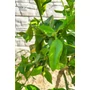 Kép 4/5 - Star Ruby - grapefruit fa levele