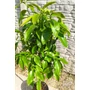 Kép 5/5 - Star Ruby - grapefruit fa levele