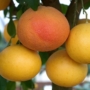 Imagine 1/3 - Star Ruby - grapefruit fa termés