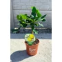 Obraz 2/5 - Kaffir lime fa cserépben