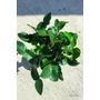 Obraz 4/5 - Kaffir lime fa levelei