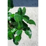 Obraz 5/5 - Kaffir lime fa levele