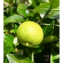 Kép 1/4 - Lime Romana, lime termés