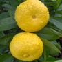 Bild 1/5 - Limetta Pursha - édes lime fa