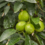 Kép 1/3 - Tahiti, Caribi lime termés