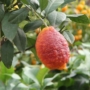 Kép 3/4 - vörös citrom gyümölcs
