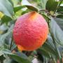 Kép 1/4 - Limone rosso citrom termés