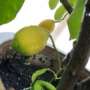 Kép 1/4 - Lunario citrom termés