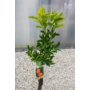 Kép 3/3 - Satsuma mandarin fa fóliakonténerben 