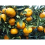 Kép 1/3 - Satsuma mandarin termés