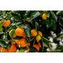 Kép 7/9 - Calamondin mandarin termések