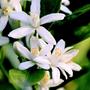 Kép 3/9 - Calamondin mandarin termések