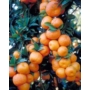 Kép 1/2 - Chinotto mandarin termés