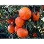 Kép 1/3 - Clementino Erlandina mandarin termés