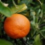 Kép 1/7 - Clementino mandarin termés