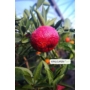 Kép 5/6 - Clementino Ruby Vöröshúsú mandarin mandarin fa termés