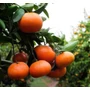 Imagine 5/7 - Nova Clemenvilla mandarin termések