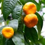 Bild 1/5 - Ponkan mandarin termés