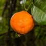 Imagine 1/5 - Rangpur mandarin termés