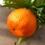 Imagine 1/6 - Tangelo, tangerino Clemenvilla mandarin termés