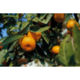 Kép 3/3 - Tardivo mandarin fa termése
