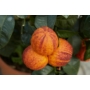 Kép 1/8 - Arcobal narancsfa termés
