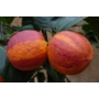 Imagine 5/8 - Arcobal - narancs fa termés