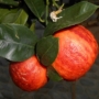 Imagine 6/8 - Arcobal - narancs fa termés