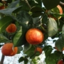 Kép 7/8 - Arcobal - narancs fa termés