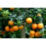 Kép 5/5 - Aurantium  - narancsfa termés