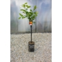 Imagine 2/5 - Aurantium - narancsfa fóliakonténerben