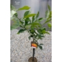 Imagine 3/5 - Aurantium - narancsfa fóliakonténerben