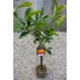 Kép 4/5 - Aurantium - narancsfa levelei