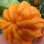 Imagine 3/6 - Citrus Caniculata - narancs termés