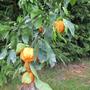 Kép 5/6 - Citrus Caniculata - narancs termés