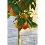 Bild 5/7 - Moro 'Vérnarancs' narancsfa cserépben eladó