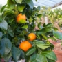 Imagine 1/5 - Thompson narancsfa termés